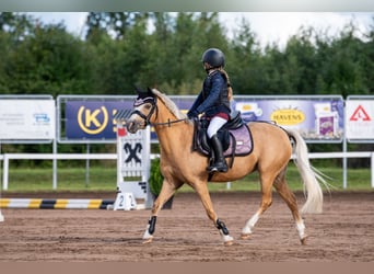 Welsh-A, Merrie, 10 Jaar, 127 cm, Palomino