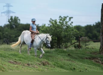 Welsh-A, Merrie, 11 Jaar, 117 cm, Schimmel