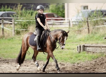 Welsh-A, Merrie, 11 Jaar, 120 cm, Bruin