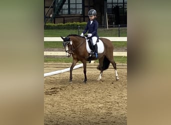 Welsh-A, Merrie, 11 Jaar, 120 cm, Bruin