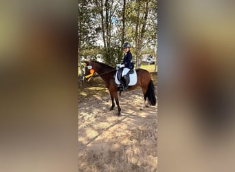 Welsh-A, Merrie, 11 Jaar, 120 cm, Bruin