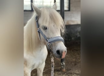 Welsh-A, Merrie, 11 Jaar, 124 cm, Schimmel