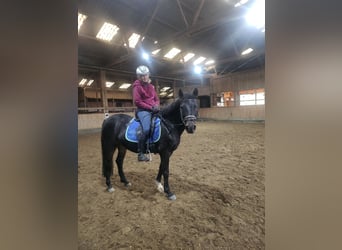 Welsh-A, Merrie, 11 Jaar, 142 cm, Bruin