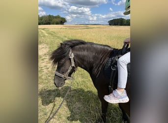 Welsh-A Mix, Merrie, 12 Jaar, 110 cm, Zwartbruin