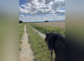 Welsh-A Mix, Merrie, 12 Jaar, 110 cm, Zwartbruin