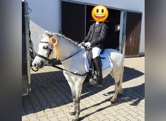 Welsh-A, Merrie, 12 Jaar, 123 cm, Schimmel