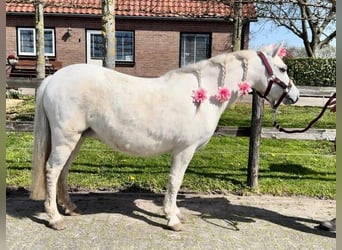 Welsh-A, Merrie, 13 Jaar, 114 cm, Schimmel