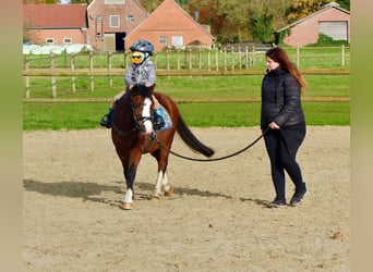 Welsh-A, Merrie, 13 Jaar, 118 cm, Bruin