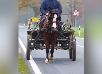 Welsh-A, Merrie, 13 Jaar, 118 cm, Bruin