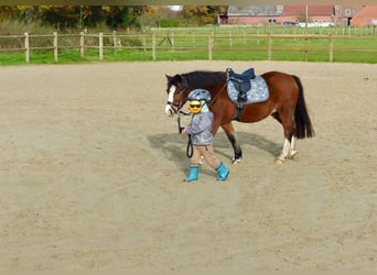 Welsh-A, Merrie, 13 Jaar, 118 cm, Bruin