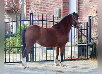 Welsh-A, Merrie, 13 Jaar, 118 cm, Bruin