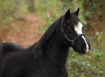 Welsh-A, Merrie, 13 Jaar, 118 cm, Zwart
