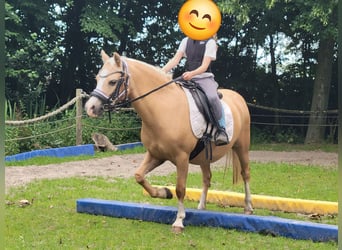 Welsh-A, Merrie, 13 Jaar, 120 cm, Falbe