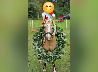 Welsh-A, Merrie, 13 Jaar, 120 cm, Falbe