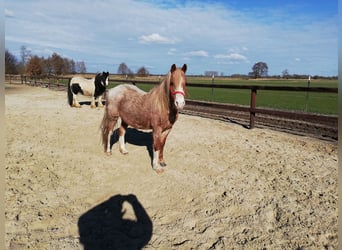 Welsh-A Mix, Merrie, 13 Jaar, 130 cm, Roan-Red