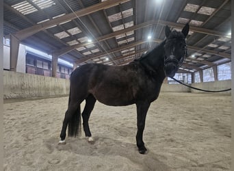 Welsh-A, Merrie, 13 Jaar, 132 cm, Zwart