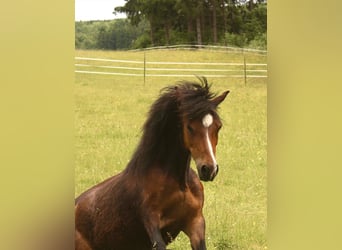 Welsh-A, Merrie, 14 Jaar, 118 cm, Bruin