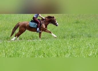 Welsh-A, Merrie, 14 Jaar, 125 cm, Vos