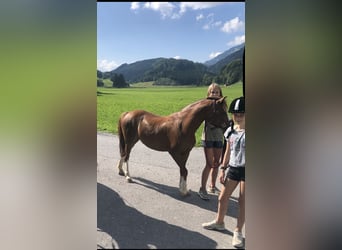 Welsh-A, Merrie, 14 Jaar, 125 cm, Vos
