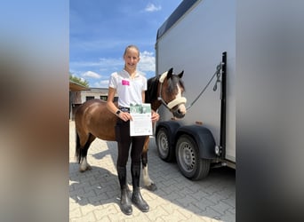 Welsh-A, Merrie, 15 Jaar, 118 cm, Bruin