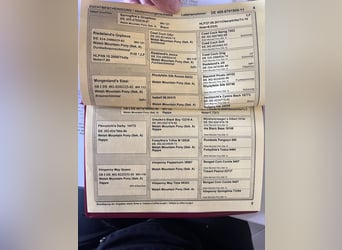 Welsh-A, Merrie, 15 Jaar, 118 cm, Bruin