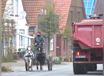 Welsh-A, Merrie, 15 Jaar, 119 cm, Bruin