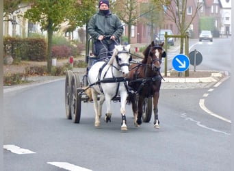 Welsh-A, Merrie, 15 Jaar, 119 cm, Bruin