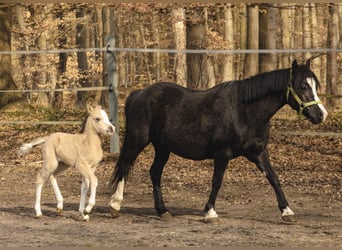 Welsh-A, Merrie, 15 Jaar, 120 cm, Zwart
