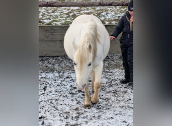 Welsh-A Mix, Merrie, 16 Jaar, 114 cm, Vliegenschimmel