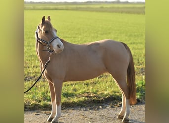 Welsh-A Mix, Merrie, 16 Jaar, 116 cm, Roodvos