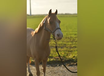 Welsh-A Mix, Merrie, 16 Jaar, 116 cm, Roodvos