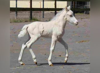 Welsh-A, Merrie, 16 Jaar, Palomino