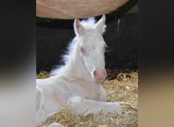 Welsh-A, Merrie, 16 Jaar, Palomino