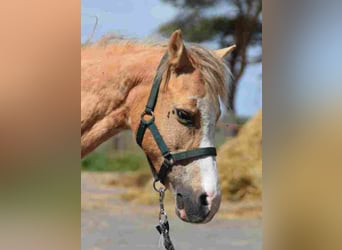 Welsh-A, Merrie, 16 Jaar, Palomino
