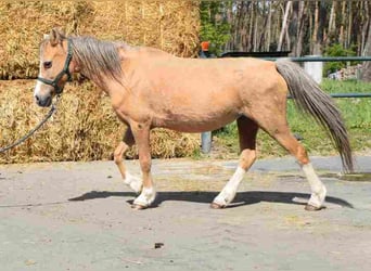 Welsh-A, Merrie, 16 Jaar, Palomino