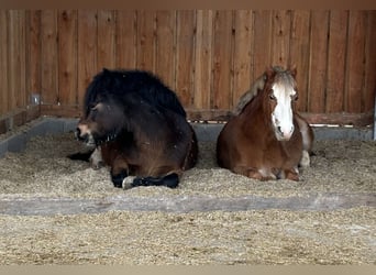 Welsh-A, Merrie, 17 Jaar, 120 cm, Vos
