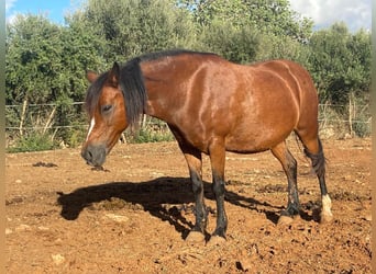 Welsh-A, Merrie, 17 Jaar, 125 cm, Bruin
