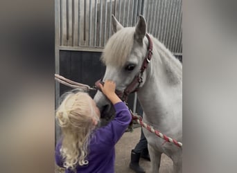 Welsh-A, Merrie, 18 Jaar, 116 cm, Blauwschimmel