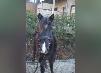 Welsh-A Mix, Merrie, 18 Jaar, 126 cm, Zwart