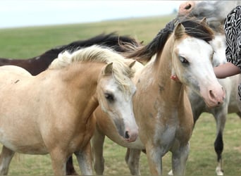 Welsh-A, Merrie, 1 Jaar, 120 cm, Palomino