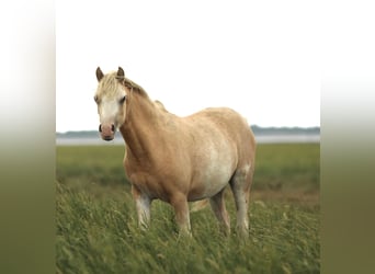 Welsh-A, Merrie, 1 Jaar, 120 cm, Palomino