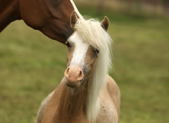 Welsh-A, Merrie, 1 Jaar, 120 cm, Palomino