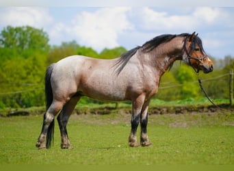 Welsh-A, Merrie, 1 Jaar, 120 cm, Roan-Bay