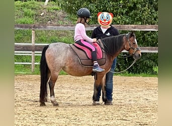 Welsh-A, Merrie, 22 Jaar, 114 cm, Roan-Bay