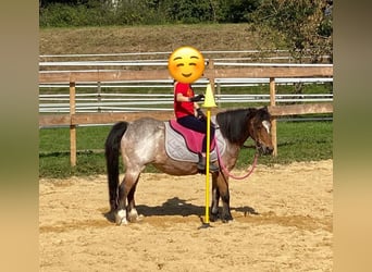 Welsh-A, Merrie, 22 Jaar, 114 cm, Roan-Bay