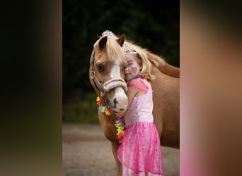 Welsh-A, Merrie, 22 Jaar, 116 cm, Vos