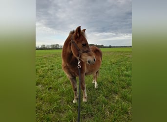 Welsh-A, Merrie, 23 Jaar, 111 cm, Vos