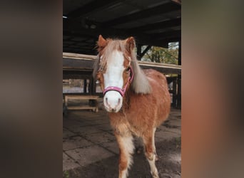 Welsh-A, Merrie, 2 Jaar, 112 cm, Vos