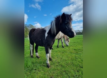 Welsh-A Mix, Merrie, 2 Jaar, 114 cm, Gevlekt-paard