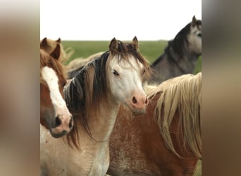 Welsh-A, Merrie, 2 Jaar, 118 cm, Buckskin